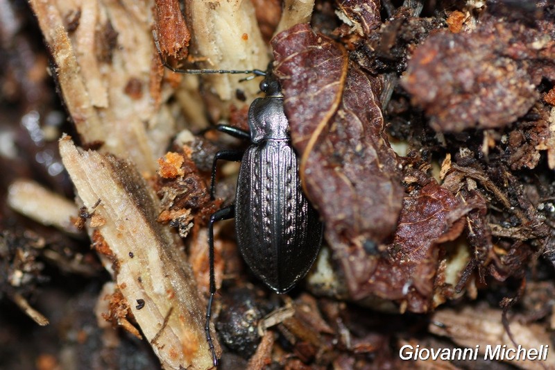 Carabus granulatus? s!